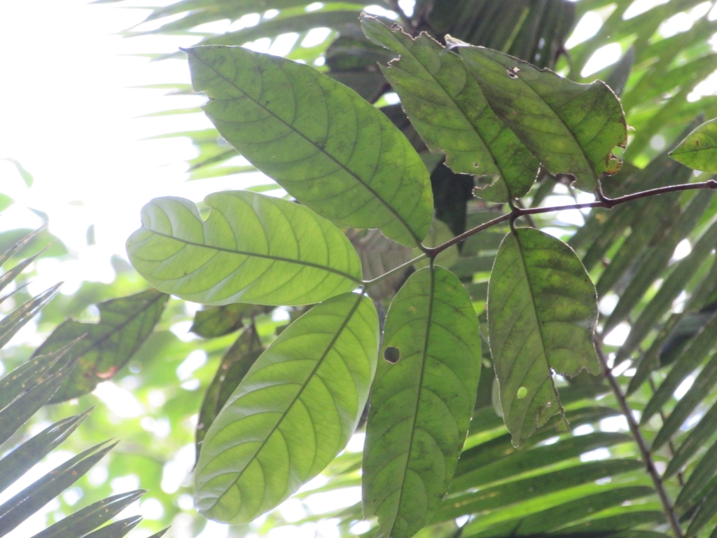 Kibatalia villosa (Kibatalia villosa)