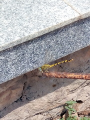 Paragomphus lineatus