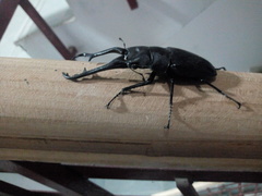 Prosopocoilus girafa nilgirensis