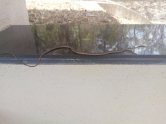 Dendrelaphis girii