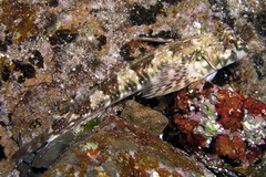 Lepidoblennius haplodactylus