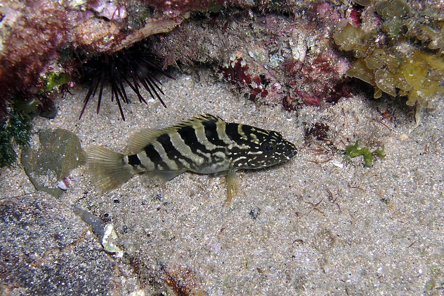 Saddled Rockcod