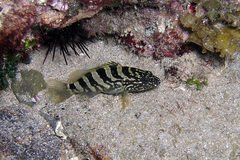 Epinephelus daemelii