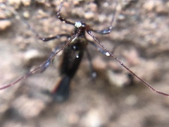 Heteroptera