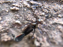 Heteroptera