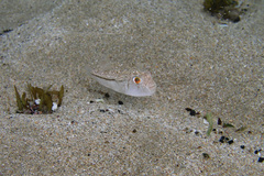 Torquigener pleurogramma