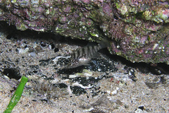 Epinephelus daemelii