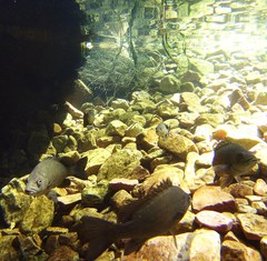 Hephaestus fuliginosus