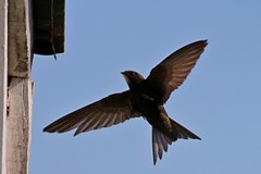 Common Swift photo 4