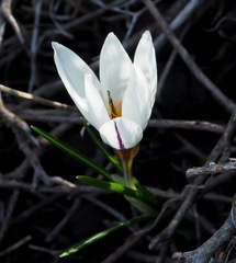 Crocus hyemalis