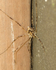 Leptobunus parvulus