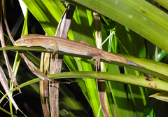 Toropuku inexpectatus
