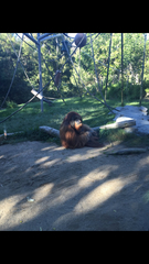 Pongo