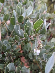 Arctostaphylos nortensis