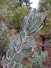Arctostaphylos nortensis