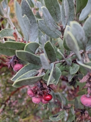 Arctostaphylos nortensis