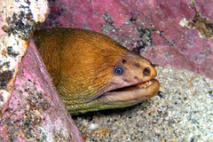 Gymnothorax prasinus