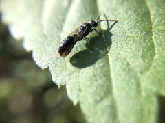 Hymenoptera