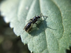 Hymenoptera