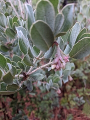 Arctostaphylos nortensis