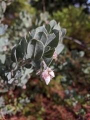 Arctostaphylos nortensis