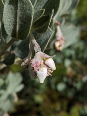 Arctostaphylos nortensis