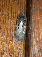 Actebia fennica