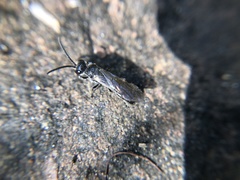 Hymenoptera