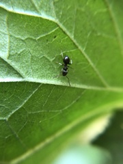 Lasius