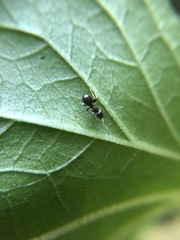 Lasius