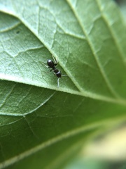 Lasius