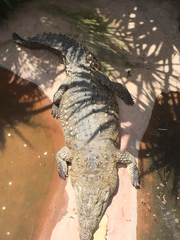 Crocodylia
