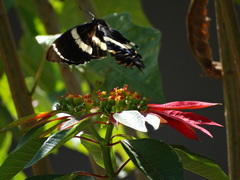 Papilio garamas