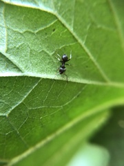 Lasius