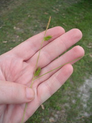 Carex punctata