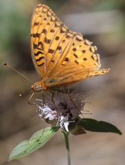 Speyeria coronis