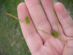 Carex punctata
