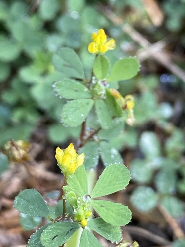 Trifolium dubium observed 2025-09-23