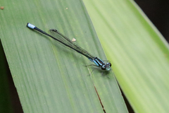Acanthagrion trilobatum