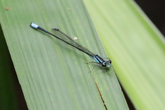 Acanthagrion trilobatum