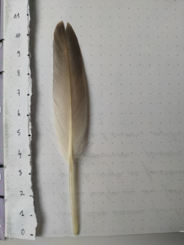 Plume de Fulmar boréal
