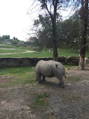 Ceratotherium