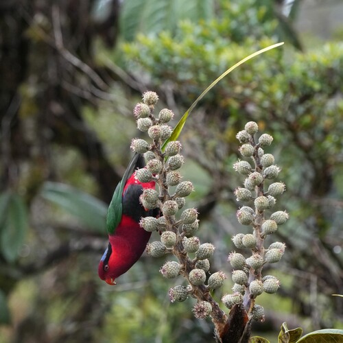 Stella's Lorikeet (Charmosyna stellae), photo 10