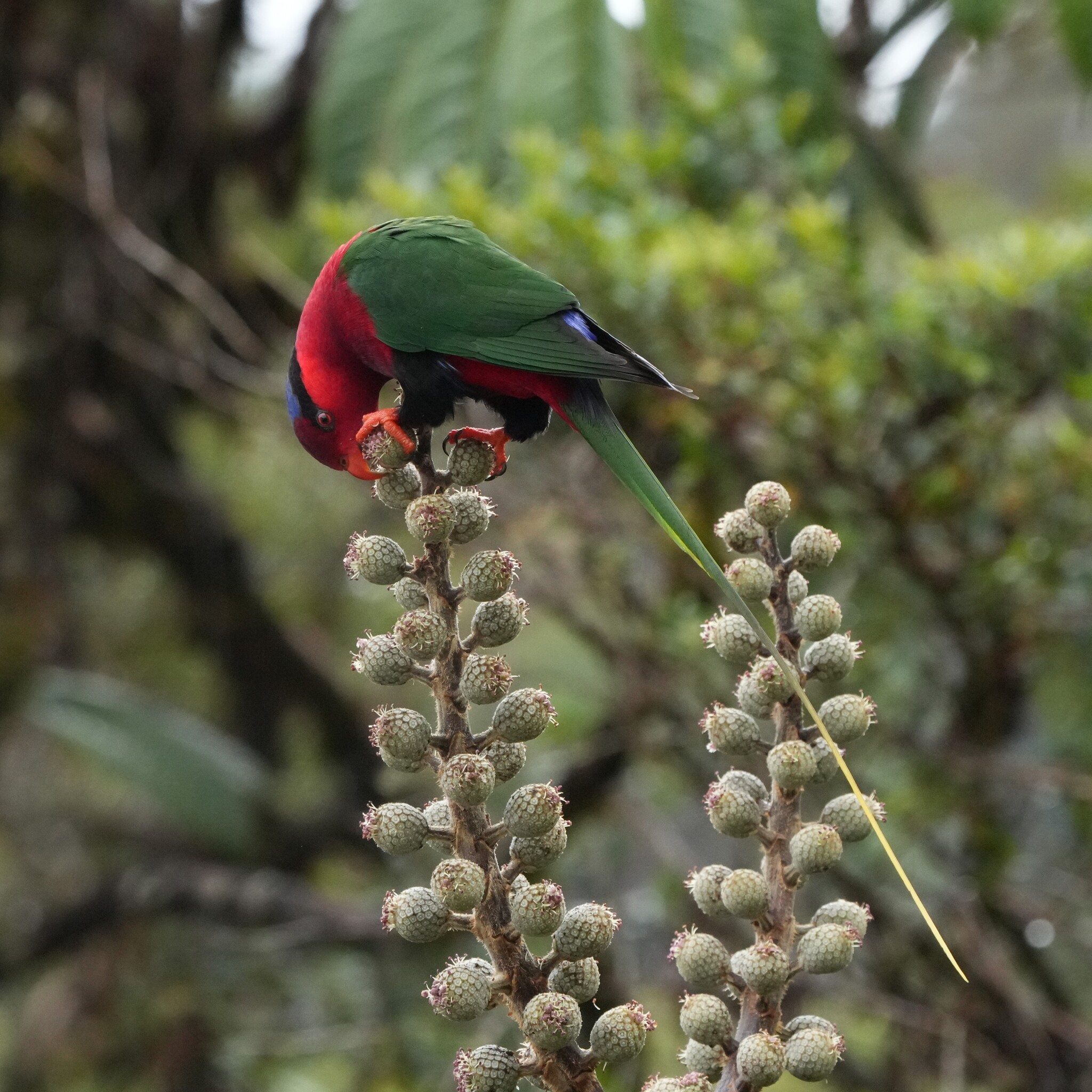 Stella's Lorikeet (Charmosyna stellae), photo 3