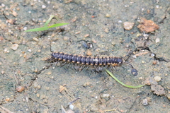 Chondromorpha xanthotricha