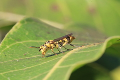 Ropalidia ornaticeps