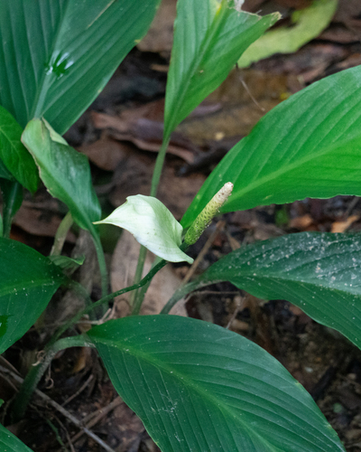 Spathiphyllum cannifolium, photograph 6
