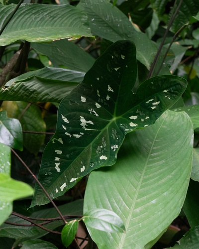 Caladium smaragdinum