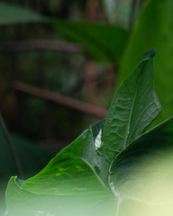 Caladium smaragdinum, photograph filipeprates, CC0, iNaturalist via GBIF