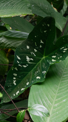 Caladium smaragdinum, photograph filipeprates, CC0, iNaturalist via GBIF